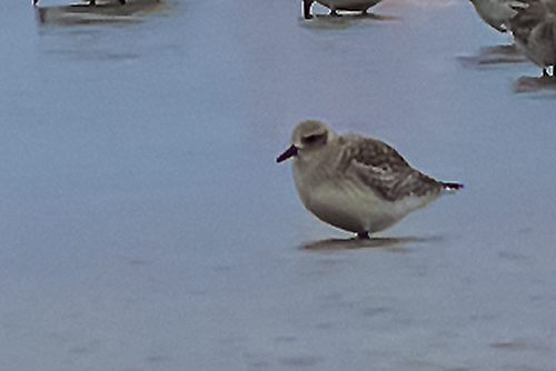 European Golden-Plover